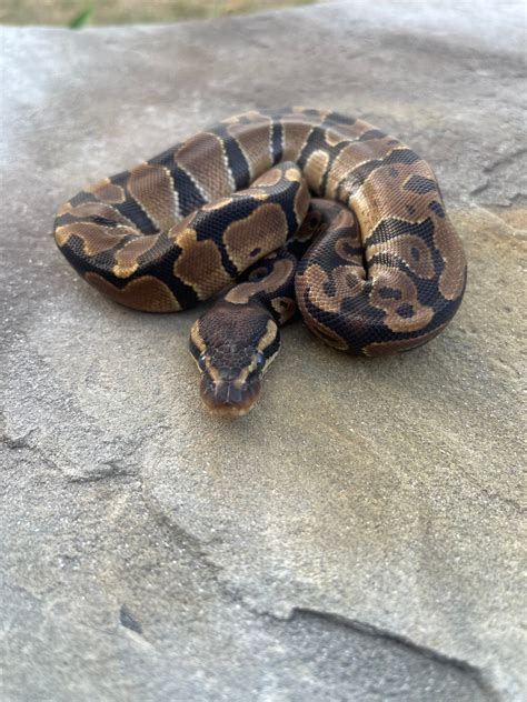 Fresh import that has been treated for external parasites only. . Volta ball python